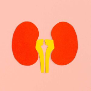 kidneys small