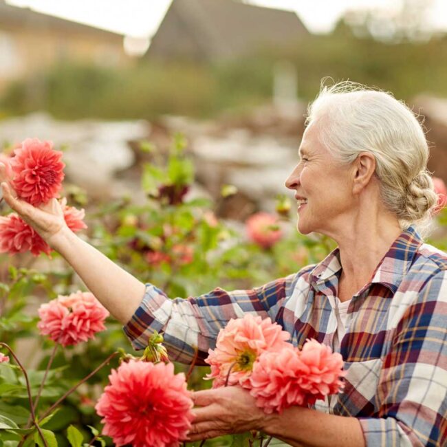 Grandmother picking flowers in garden with happiness